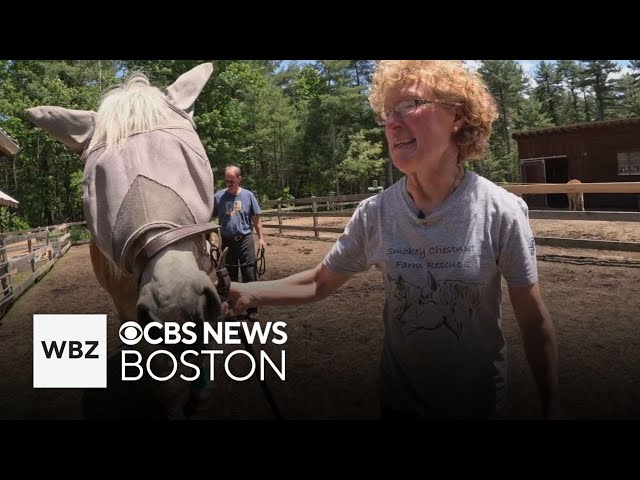 ⁣Norton farm rescues two blind horses from slaughter