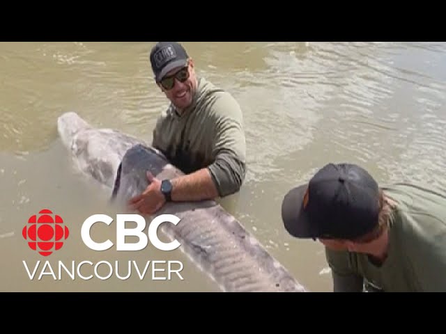 ⁣Giant sturgeon caught and released in B.C.'s Fraser River