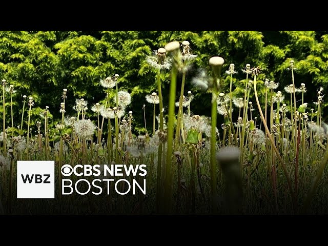 ⁣If it feels like pollen is worse this year in Massachusetts, it is. Here's why.