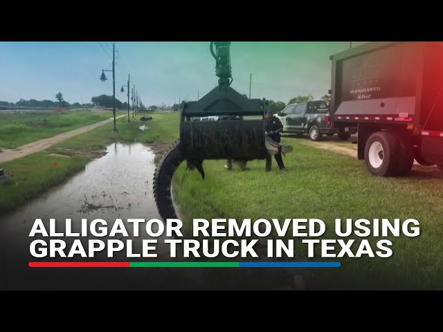 ⁣Alligator removed using grapple truck in Texas