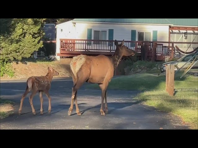 ⁣4-year-old boy attacked by elk in Estes Park - the 2nd child attacked by elk in a week