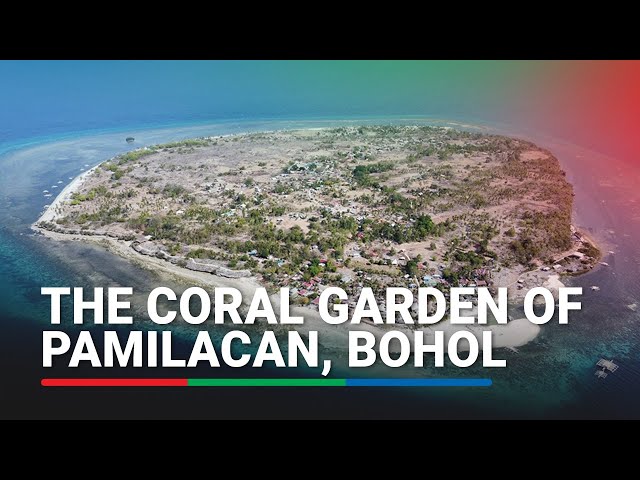 ⁣The Coral Garden of Pamilacan, Bohol | ABS-CBN News