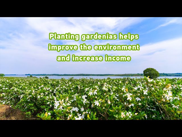 ⁣Planting gardenias helps improve the environment and increase income
