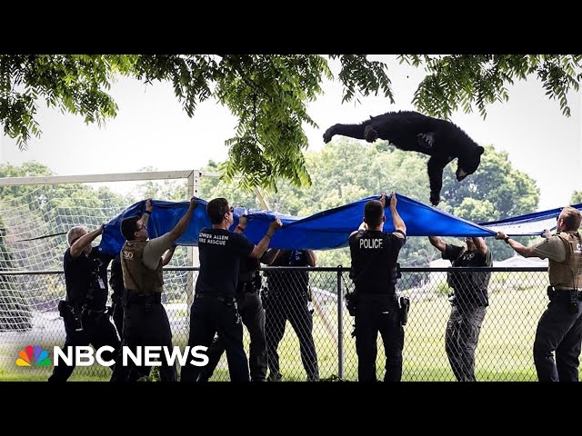 ⁣Watch: Tranquilized black bear falls from tree