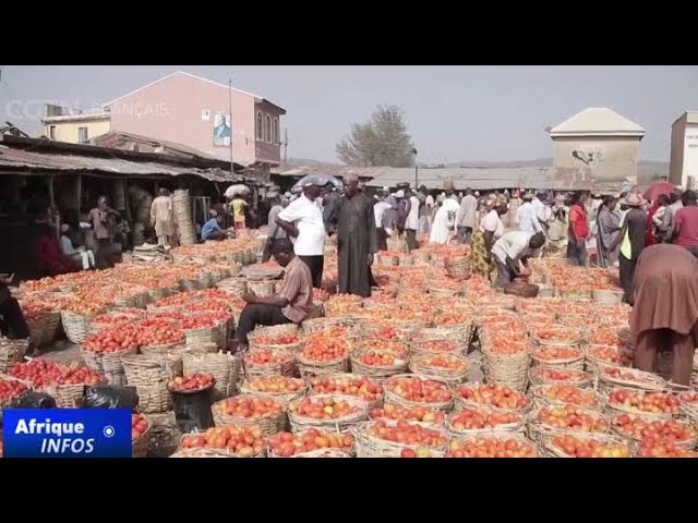 ⁣La pénurie de tomates entraine une hausse en flèche de leurs prix au Nigeria