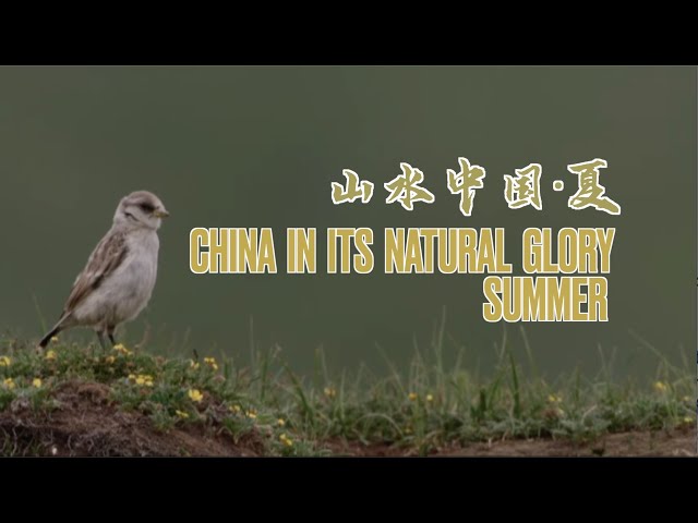 ⁣Symbiosis of birds and pikas on Qinghai-Tibet Plateau