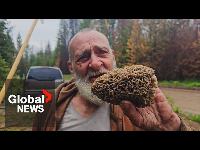 ⁣First Nation sets up checkpoint in BC Interior amid surge in mushroom pickers