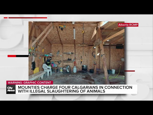 ⁣Mounties charge four Calgarians in connection with illegal slaughtering of animals