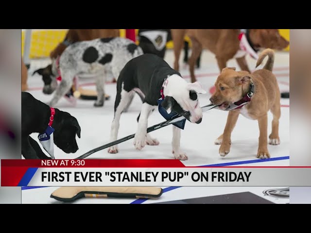 ⁣'Nathan McKibble' up for adoption at first 'Stanley Pup'