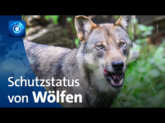 ⁣Antrag der Union im Bundestag: Diskussion über Schutzstatus von Wölfen