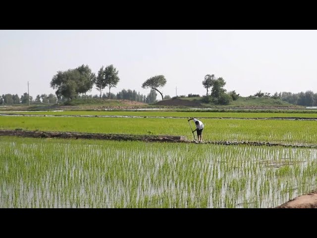 ⁣GLOBALink | Desertification control brings environmental, economic benefits in NE China's Liaon