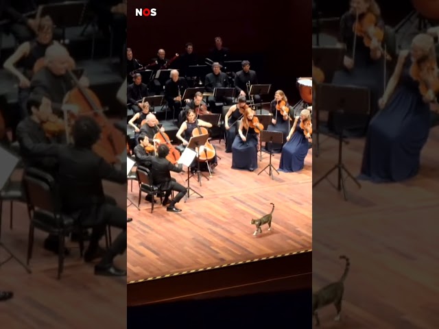 ⁣Kat dwaalt over podium tijdens klassiek concert