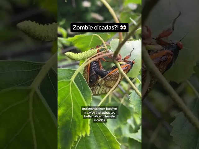 ⁣Are there ZOMBIE cicadas?! 