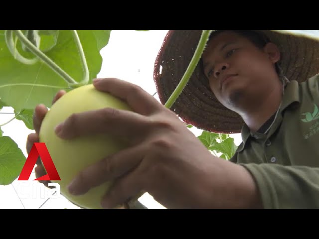 ⁣Development of hybrid premium fruit inspires young farmers in Malaysia