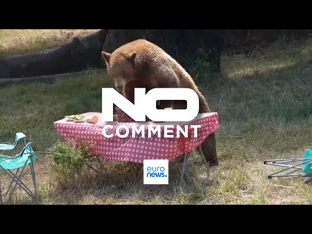 ⁣NO COMMENT: Un pícnic exclusivo para osos con carácter pedagógico