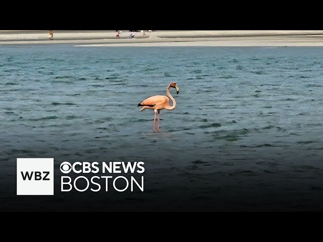 ⁣Flamingo spotted off the coast of Cape Cod
