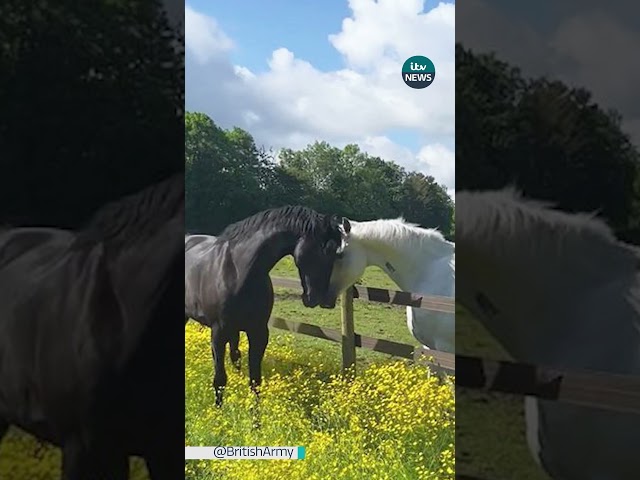 ⁣There’s a happy ending for these horses who galloped injured through London #itvnews #uk #horse