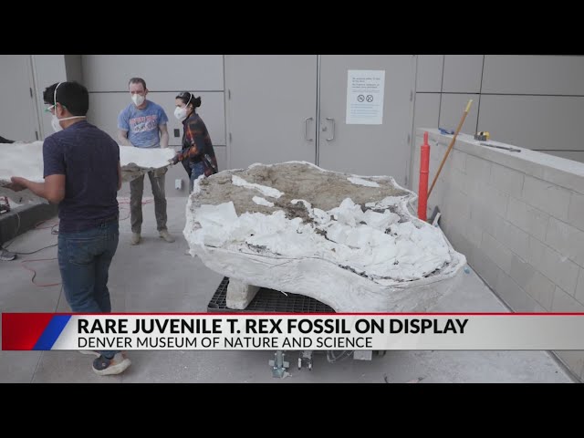 ⁣Rare juvenile T. rex fossil on display at Denver Museum of Nature and Science