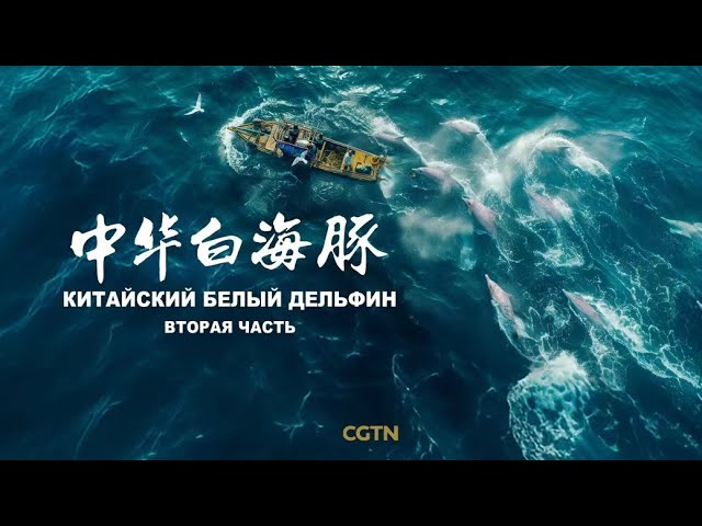 ⁣Документальный фильм «Китайский белый дельфин» (Вторая часть)