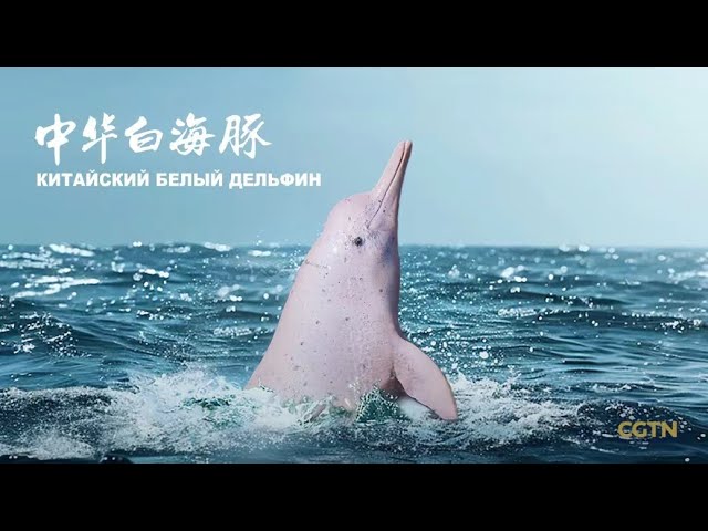 ⁣Анонс документального фильма «Китайский белый дельфин»
