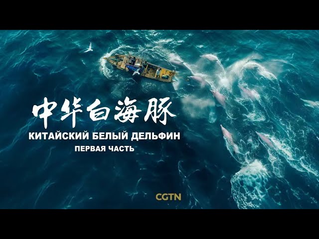 ⁣Документальный фильм «Китайский белый дельфин» (Первая часть)