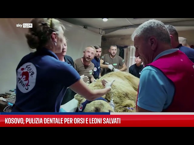 ⁣Leone e orsi salvati ricevono cure dentistiche in Kosovo