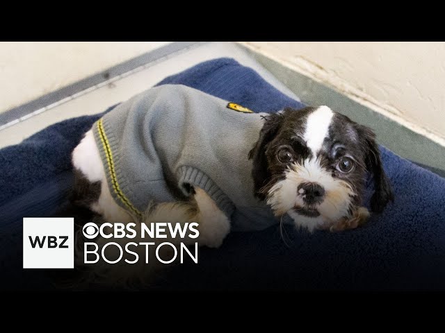 Emaciated dog found abandoned at Boston-area gas station and other top stories