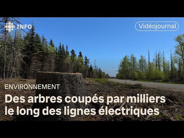 ⁣Des coupes d'arbres sur 205 km sous les lignes électriques | Vidéojournal