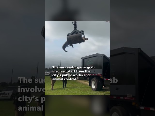 ⁣Watch: Grapple truck removes 12-foot gator removed from roadside ditch in Houston suburb #Shorts