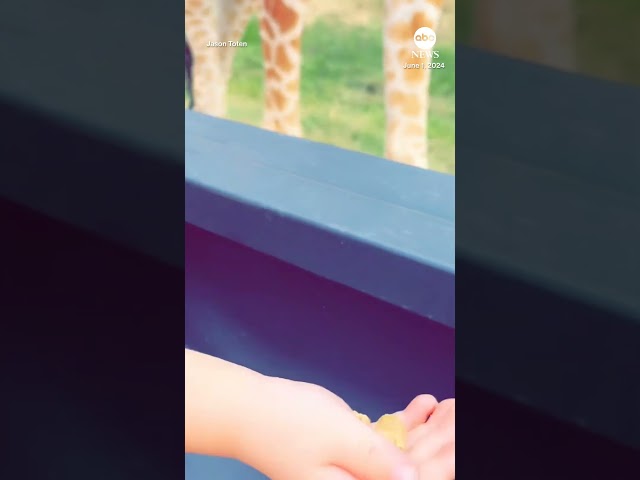 ⁣Giraffe picks up toddler at Texas safari park