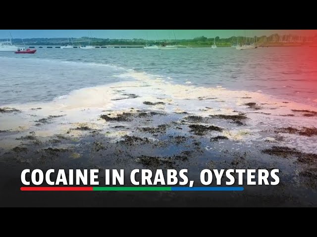 ⁣UK marine species exposed to cocaine and other drugs from sewage | ABS-CBN News