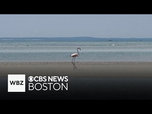 ⁣Fisherman may have captured first picture of wild flamingo in Massachusetts