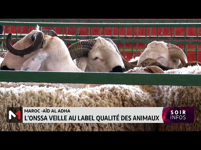 ⁣Aïd Al-Adha : L´ONSSA veille au Label qualité des animaux