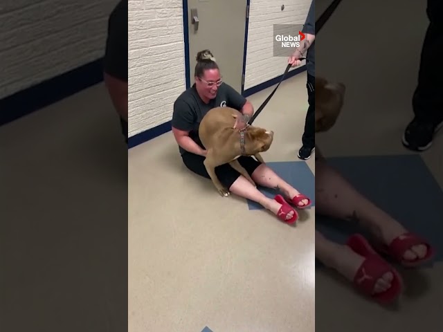 ⁣Excited dog reunites with owner after being lost for 2 years  #GoodNews #Indiana