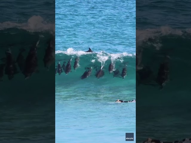 ⁣Wipe out! Pod of dolphins zooms under a surfer attempting to catch a wave #Shorts