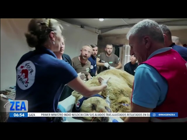⁣Veterinarios atienden a dos osos y un león que fueron rescatados en Kosovo | Noticias con Paco Zea