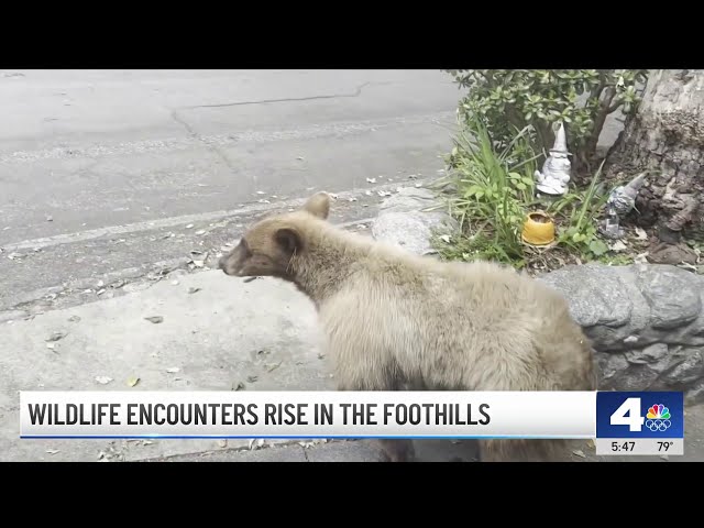 ⁣Wildlife encounters rise in the foothills