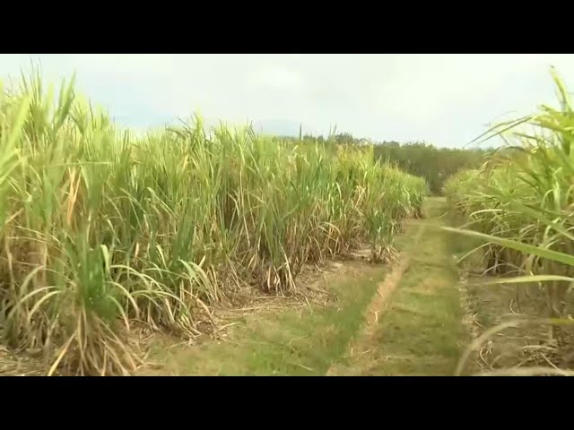 ⁣Efforts on to put more land into sugar production