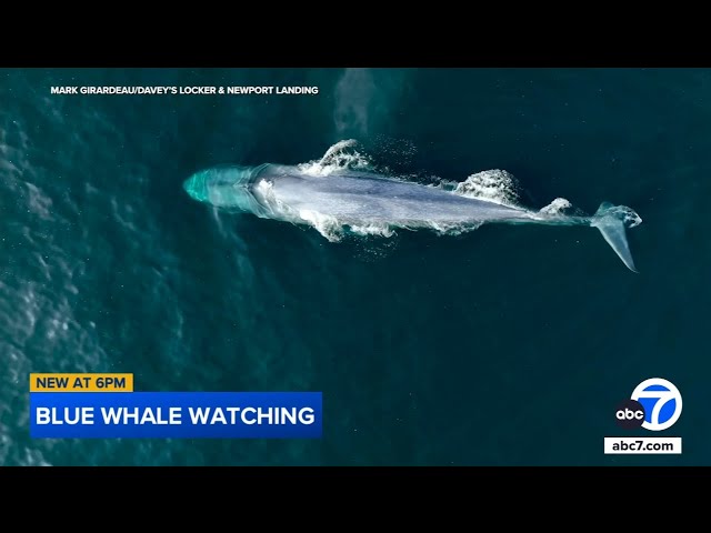 ⁣Whale sightings on the rise off SoCal coast. Here's why