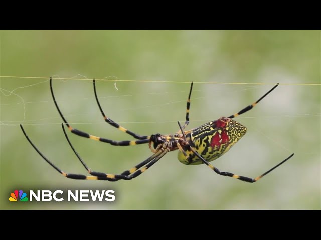 ⁣Giant venemous flying spider is spreading across the East Coast