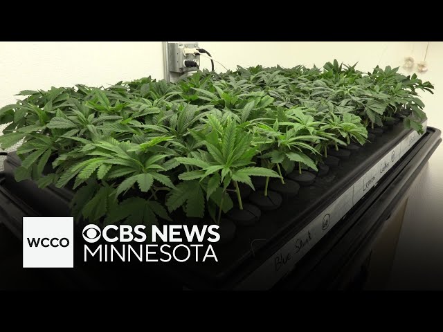 ⁣Some Minnesota businesses can apply for cannabis licenses next month