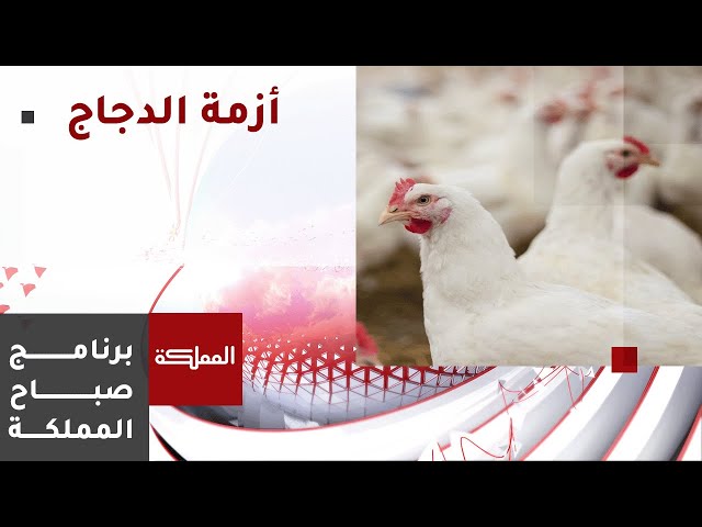 ⁣صباح المملكة | ملف الدجاج الطازج وتداعياته على قطاع المطاعم