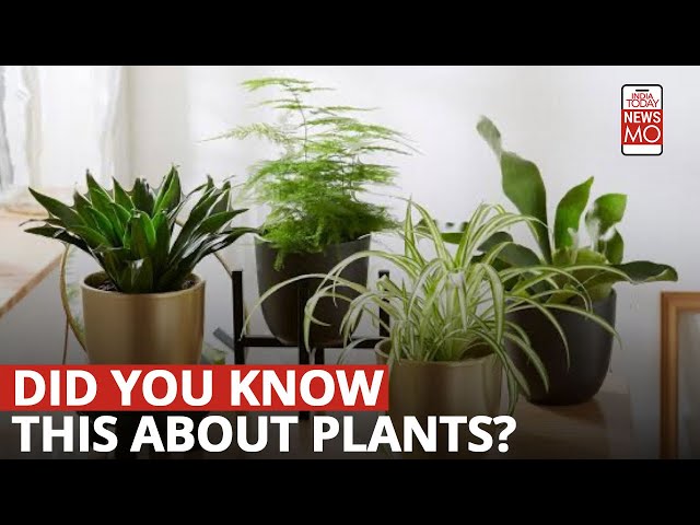 ⁣7 Plants That’ll Take Care Of Your Mental Health | NewsMo