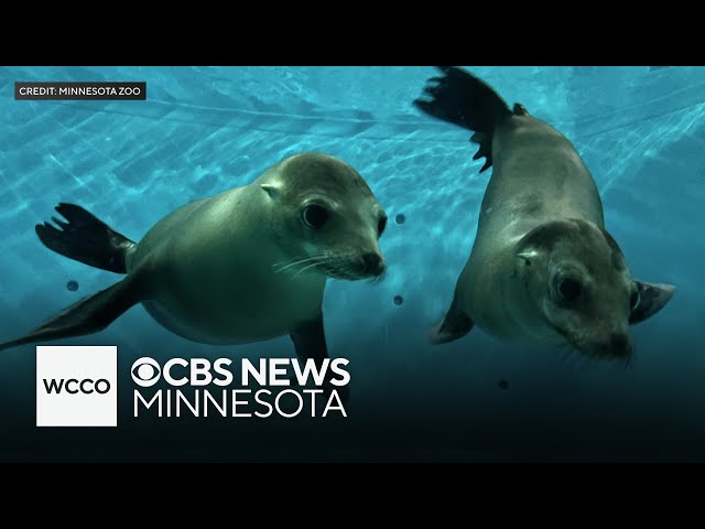 ⁣Meet the Minnesota Zoo’s new sea lions