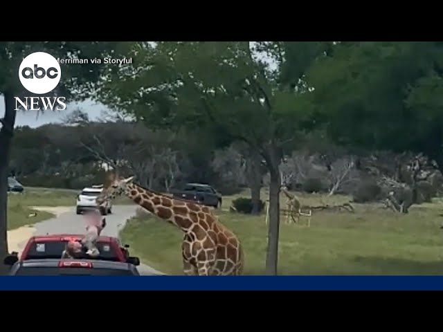 ⁣Giraffe lifts toddler out of truck