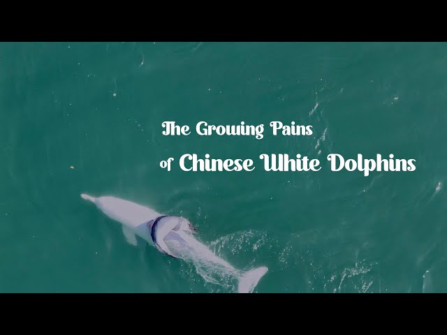 ⁣The growing pains of Chinese white dolphins
