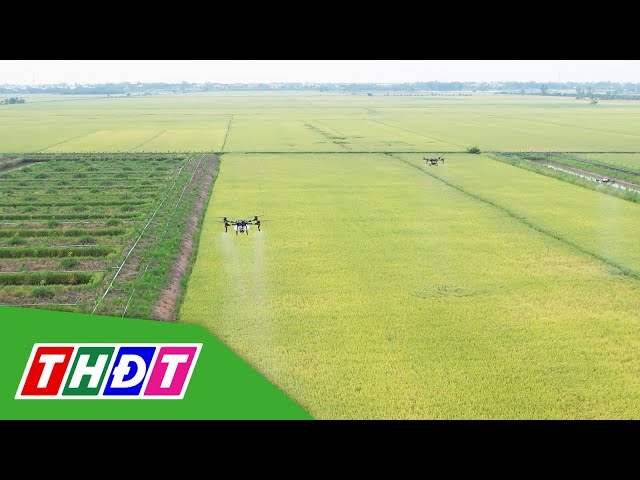 ⁣Huyện Tam Nông: Triển khai đề án một triệu ha chuyên canh lúa chất lượng cao | THDT