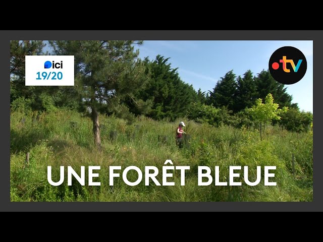 ⁣Une forêt bleue, un piège à carbone près de La Rochelle