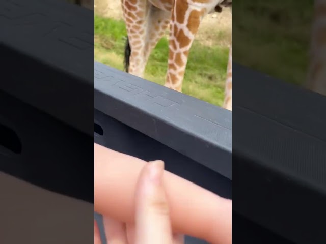 ⁣Giraffe rips shirt off toddler
