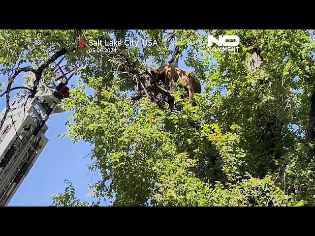 ⁣USA: Bär sitzt im Baum fest